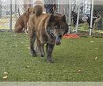 Small #1 Chow Chow
