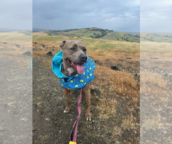 Medium Photo #9 American Pit Bull Terrier-Unknown Mix Puppy For Sale in San Jose, CA, USA