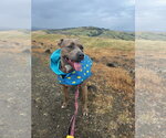 Small #8 American Pit Bull Terrier Mix