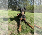Small #6 Doberman Pinscher