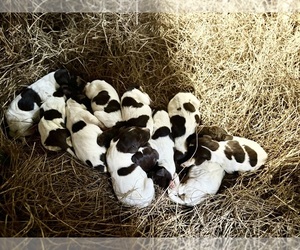 German Shorthaired Pointer Puppy for Sale in BONIFAY, Florida USA