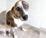 Small #1 Catahoula Leopard Dog Mix