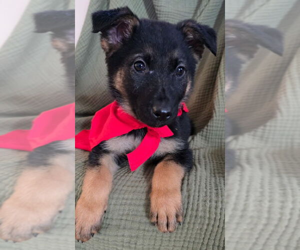 Medium Photo #3 German Shepherd Dog Puppy For Sale in Minneapolis, MN, USA