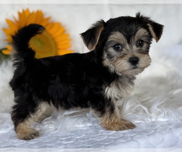 Medium Photo #6 Morkie Puppy For Sale in ROCK STREAM, NY, USA