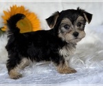 Small #5 Morkie