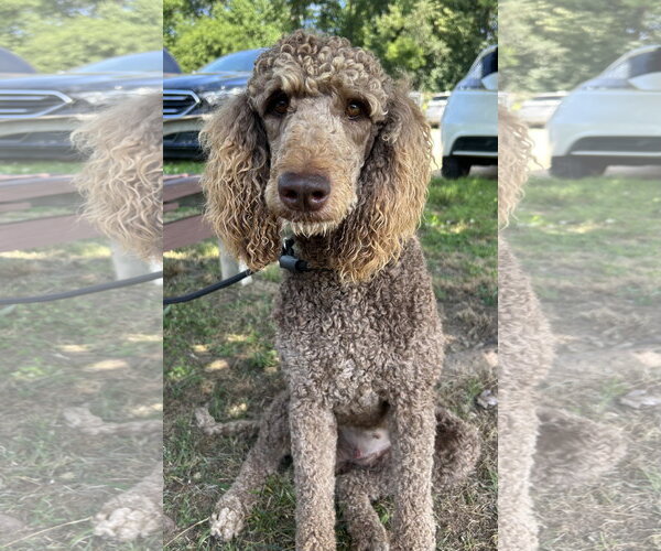 Medium Photo #3 Poodle (Standard) Puppy For Sale in Pacolet, SC, USA