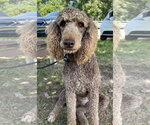Small #2 Poodle (Standard)