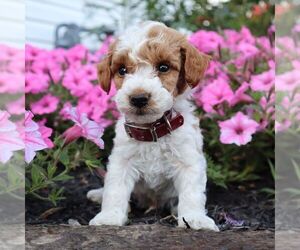 Poodle (Miniature) Puppy for sale in GREENVILLE, PA, USA