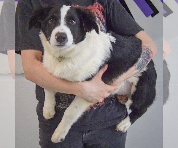 Medium Photo #2 Border Collie Puppy For Sale in Huntley, IL, USA