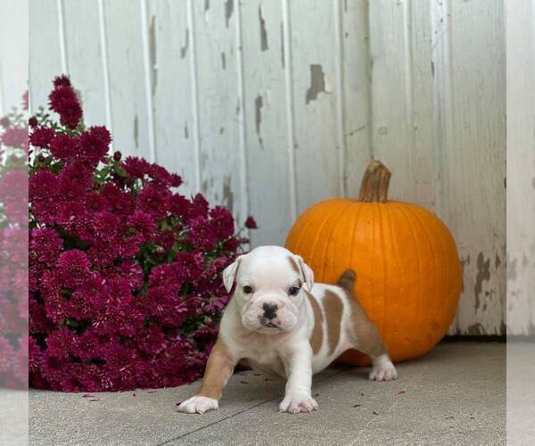 Medium Photo #4 English Bulldog Puppy For Sale in NAPPANEE, IN, USA