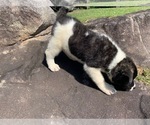 Small Photo #4 Akita Puppy For Sale in UNION CITY, GA, USA