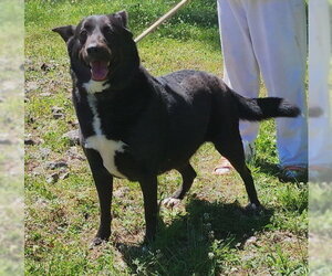 Labrador Retriever-Unknown Mix Dogs for adoption in Wetumpka, AL, USA