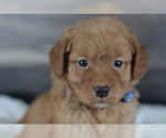 Small Photo #9 Goldendoodle (Miniature) Puppy For Sale in CRESTON, OH, USA