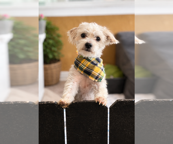 Medium Photo #2 Maltipoo (Miniature) Puppy For Sale in Phoenix, AZ, USA