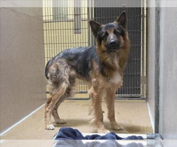 Medium Photo #1 German Shepherd Dog Puppy For Sale in Martinez, CA, USA