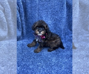 Poodle (Toy) Puppy for sale in JEFFERSONVILLE, IN, USA