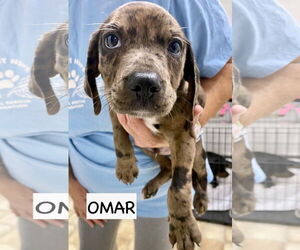 Catahoula Leopard Dog-Labrador Retriever Mix Dogs for adoption in GILBERTS, IL, USA