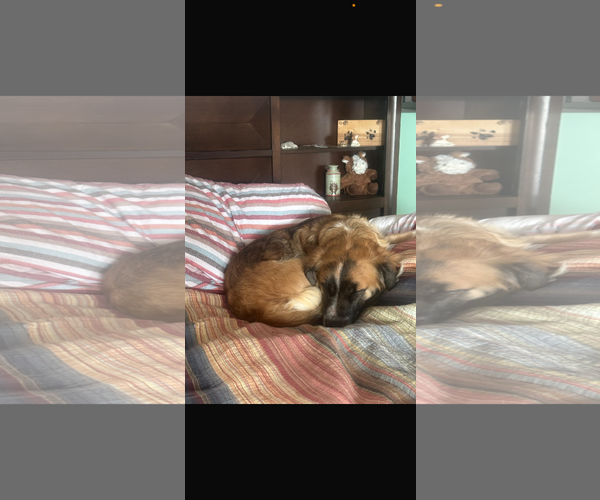 Medium Photo #5 Basset Hound-Unknown Mix Puppy For Sale in Mouth Of Wilson, VA, USA