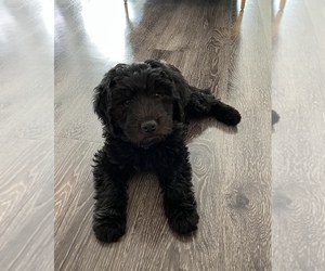Double Doodle Puppy for sale in NEWPORT BEACH, CA, USA