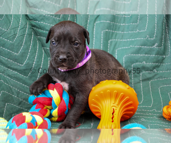 Medium Photo #1 Presa Canario Puppy For Sale in DENVER, CO, USA
