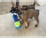 Small Photo #5 Belgian Malinois Puppy For Sale in ELK GROVE, CA, USA