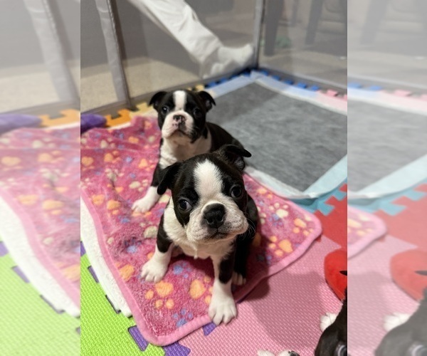 Medium Photo #2 Boston Terrier Puppy For Sale in MORENO VALLEY, CA, USA