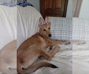 German Shepherd Dog Dogs for adoption in Hoffman Estates, IL, USA