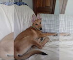 Small German Shepherd Dog