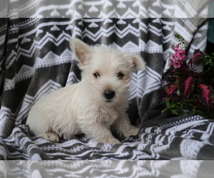 West Highland White Terrier Puppy for sale in SHILOH, OH, USA