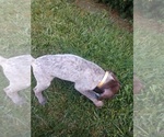 Small Photo #14 German Shorthaired Pointer Puppy For Sale in COSHOCTON, OH, USA