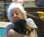Small Photo #5 Doberman Pinscher Puppy For Sale in VANCOUVER, WA, USA