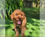 Branson - Male Goldendoodle (Miniature) Puppy for Sale - Photo #2