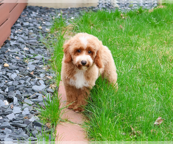 Medium Photo #5 Poodle (Miniature) Puppy For Sale in SYRACUSE, IN, USA