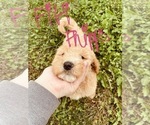Small Photo #75 Goldendoodle Puppy For Sale in WEST PLAINS, MO, USA