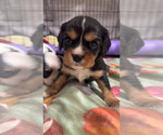 Small Photo #9 Cavalier King Charles Spaniel Puppy For Sale in DEWITT, MI, USA