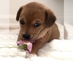 Puppy Xena Beagle-Shiba Inu Mix