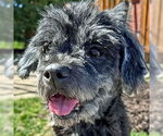 Small #8 Cocker Spaniel-Poodle (Miniature) Mix