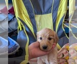 Small #7 English Cream Golden Retriever