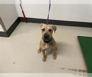 American Pit Bull Terrier-Labrador Retriever Mix Dogs for adoption in Corona, CA, USA