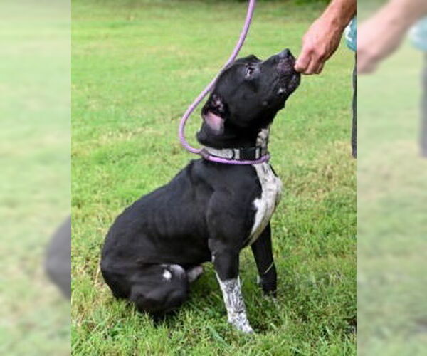 Medium Photo #4 American Pit Bull Terrier-Unknown Mix Puppy For Sale in Glen Allen, VA, USA