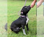 Small #3 American Pit Bull Terrier Mix