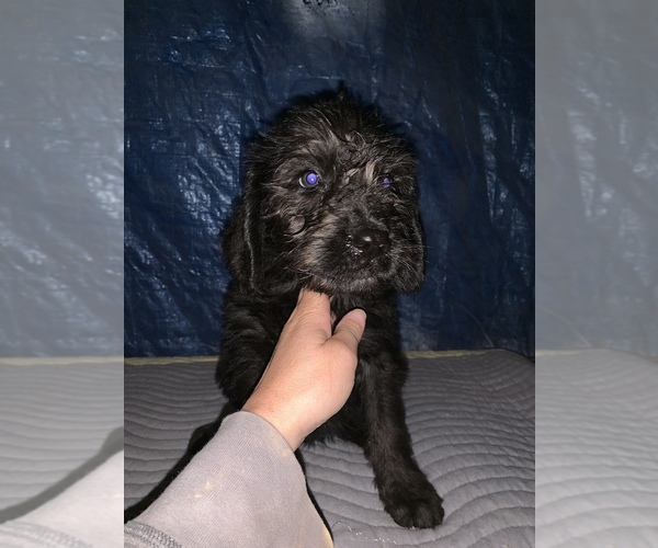 Medium Photo #14 Labradoodle Puppy For Sale in BUXTON, ND, USA
