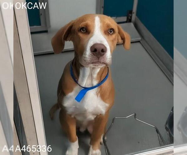 Medium Photo #1 American Pit Bull Terrier Puppy For Sale in Oklahoma City, OK, USA