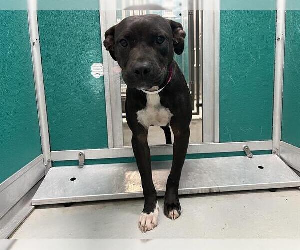 Medium Photo #1 American Pit Bull Terrier-Unknown Mix Puppy For Sale in Oklahoma City, OK, USA