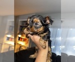 Small #1 Yorkshire Terrier