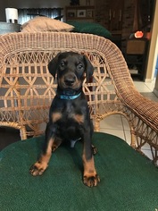 Doberman Pinscher Puppy for sale in SAFETY HARBOR, FL, USA