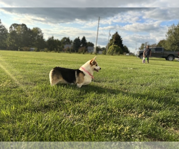 Medium Photo #7 Pembroke Welsh Corgi Puppy For Sale in COBLESKILL, NY, USA
