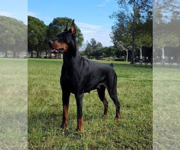 Medium Photo #22 Doberman Pinscher Puppy For Sale in FORT LAUDERDALE, FL, USA