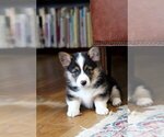 Small #3 Pembroke Welsh Corgi