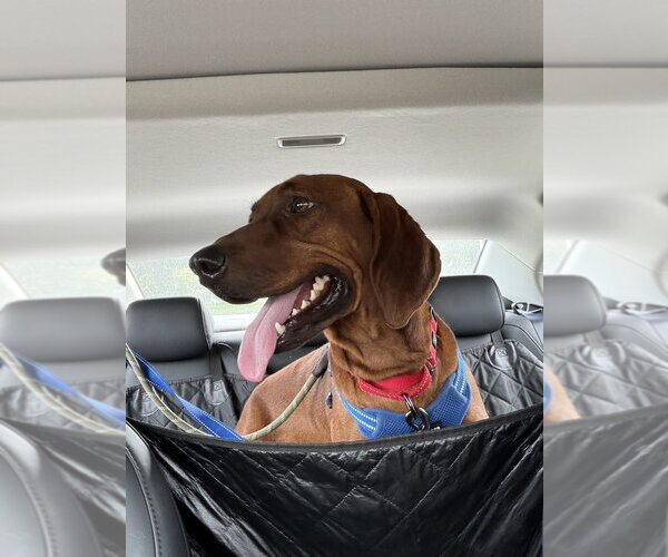 Medium Photo #3 Redbone Coonhound Puppy For Sale in Silver Spring, MD, USA